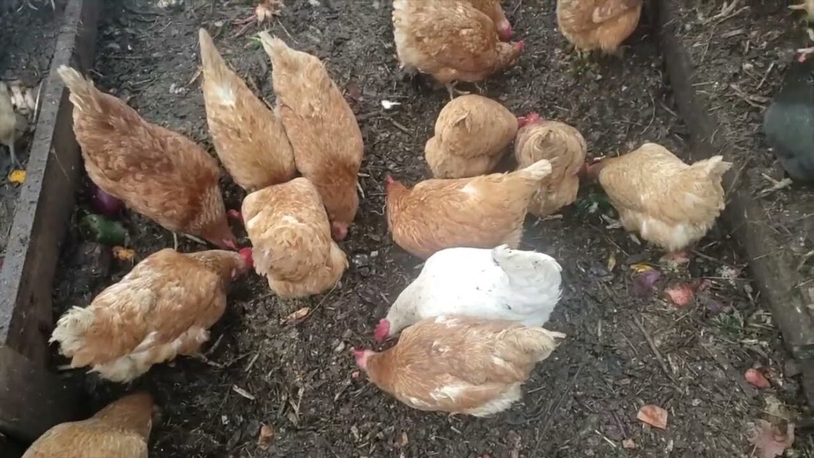 FREE Heat for High Tunnels!