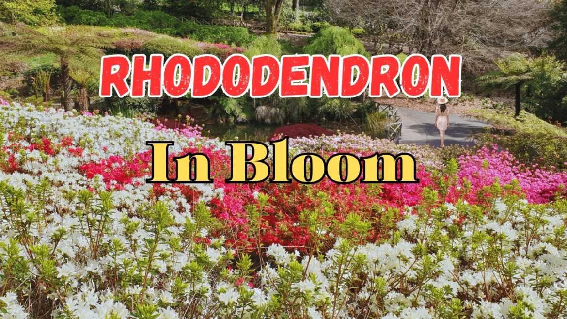 Spring Rhododendron Garden Walk| | Dandenong Ranges Botanic Garden | Relaxing Music & ASMR