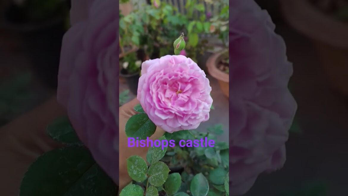 "bishops castle" David Austin Rose