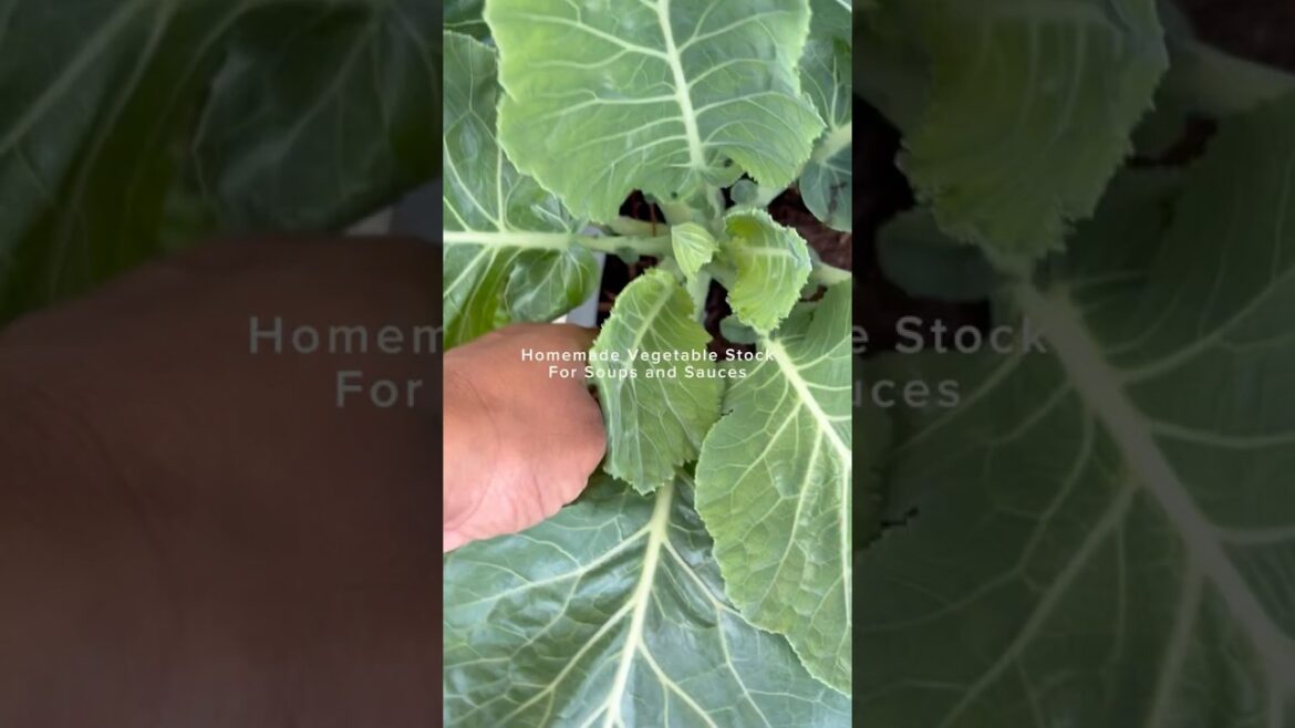 Garden Tip: Don’t waste cabbage, cauliflower, or broccoli leaves or their stems.Make vegetable stock