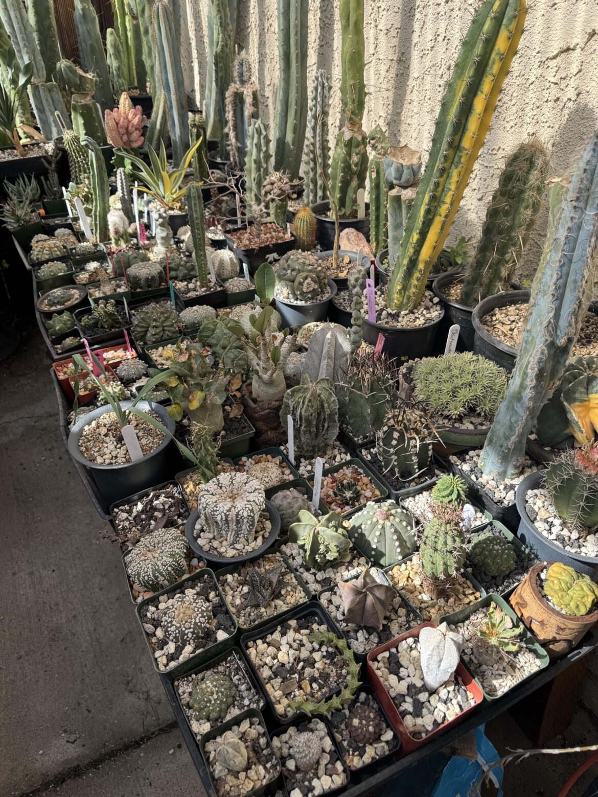 The Gang is All Here