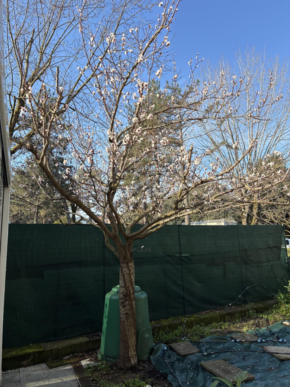 Update on apricot tree