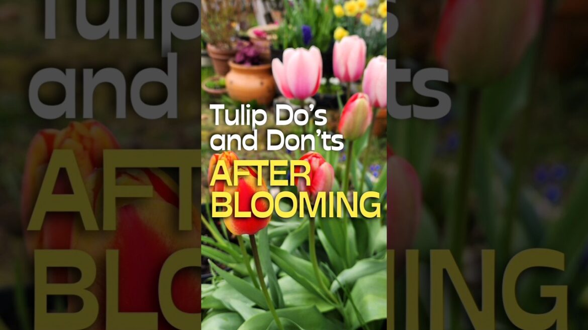 Do’s & Don’ts After Tulips Are Done Flowering #shorts #garden #tulip Do's & Don'ts After Tulips Are Done Flowering #shorts #garden #tulip