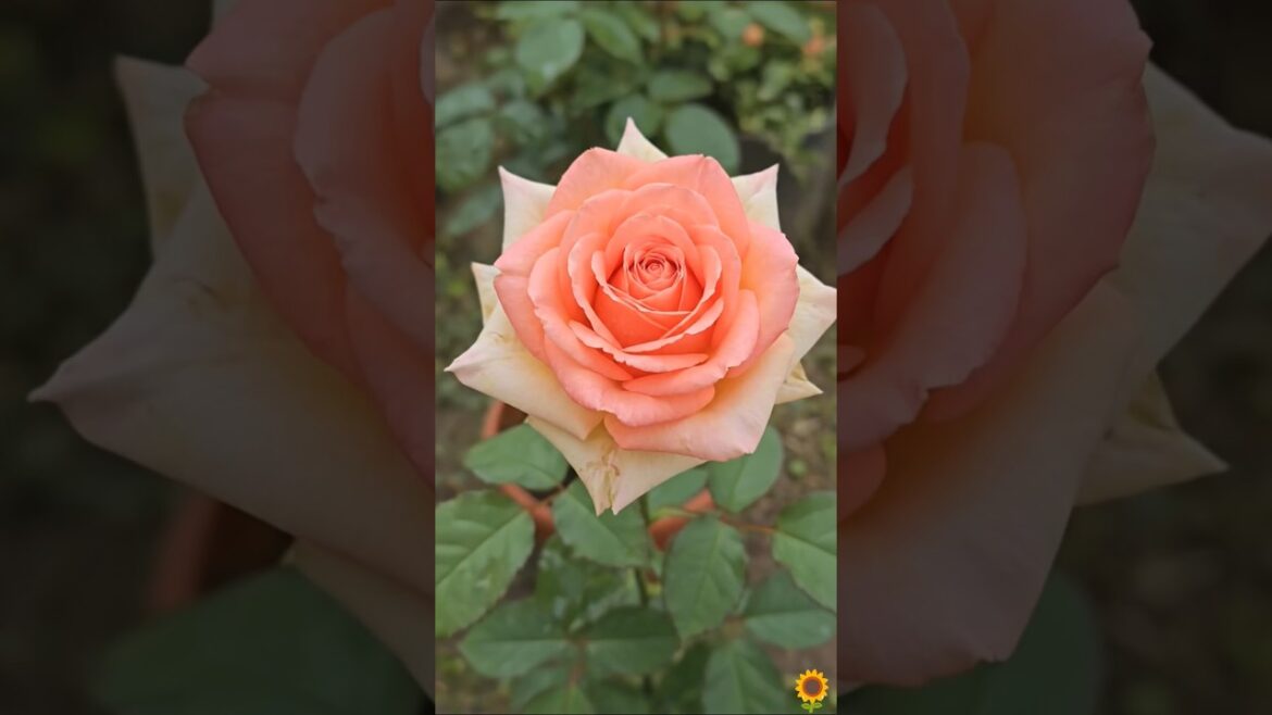 🌻🌺  இந்த ரோஜா ரொம்ப அழகு 🌹✨”#trending #gardenflowers #viral #explorepage#rosegarden #rose