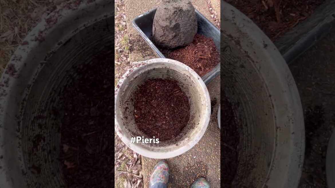 Saving a potted #pieris #garden #planthealing