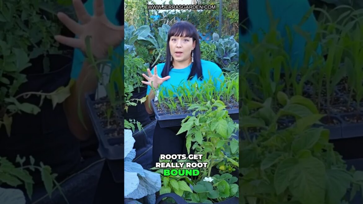 Maximize Your Garden: Sowing Tips for Corn & Beans