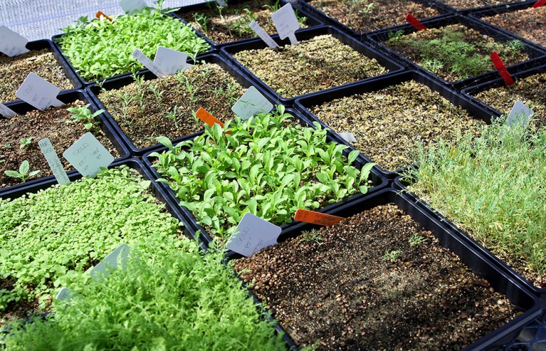 Native plant seedlings that will be used to restore habitat in the Midpeninsula Regional Open Space District grow in one of the "clean houses" at the Grassroots Ecology native-plant nursery.  All plants are grown in pasteurized soil and sanitized bins to ensure better protection against soil borne pathogens. Photo by Veronica Weber.