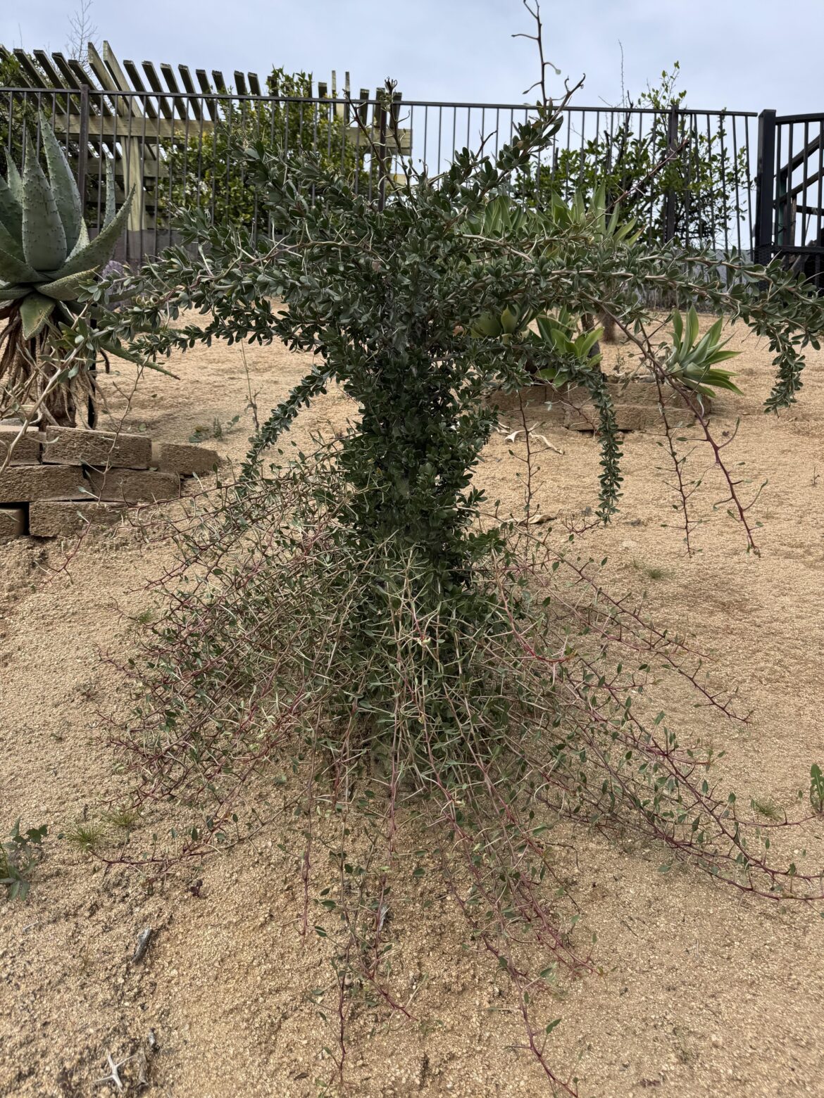 I’m no fan of bush