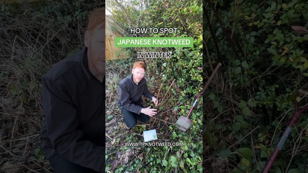 JAPANESE KNOTWEED IN WINTER! #japaneseknotweed #gardening #property #plants #construction #nature