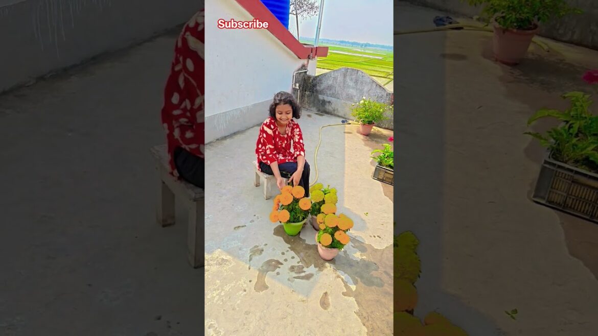 ইনকা গাছে ফুলের সাইজ দেখো বন্ধুরা #garden #gardening #flowers #nursery #UpdateGardening #chadbagan ইনকা গাছে ফুলের সাইজ দেখো বন্ধুরা #garden #gardening #flowers #nursery #UpdateGardening #chadbagan