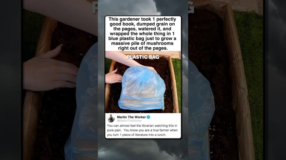 TURNING 300 PAGES INTO A FUNGUS FARM TURNING 300 PAGES INTO A FUNGUS FARM