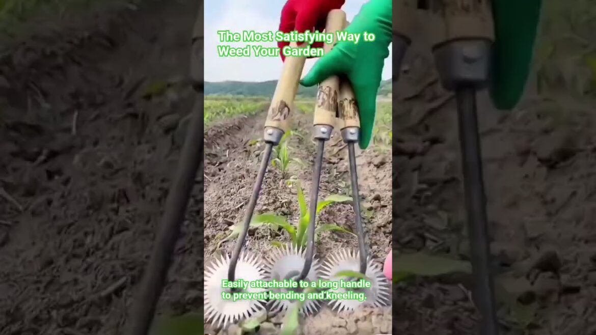 DIY Garden Weeder!#GardeningHacks #GardenTools #WeedingTool #DIYGarden #SmallFarm #OddlySatisfying DIY Garden Weeder!#GardeningHacks #GardenTools #WeedingTool #DIYGarden #SmallFarm #OddlySatisfying