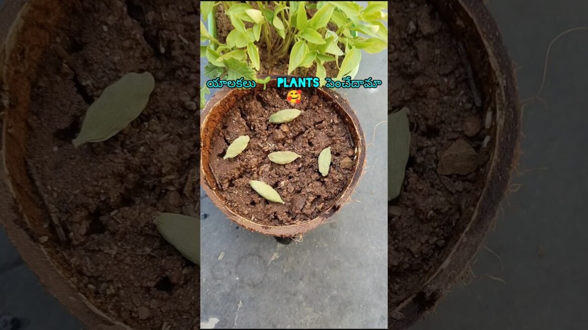 ఇలా ఎప్పుడైనా🌱 మీరు😍 ట్రై చేసారా🥰#shorts#trending#viral#plants#nature#cardamom ఇలా ఎప్పుడైనా🌱 మీరు😍 ట్రై చేసారా🥰#shorts#trending#viral#plants#nature#cardamom