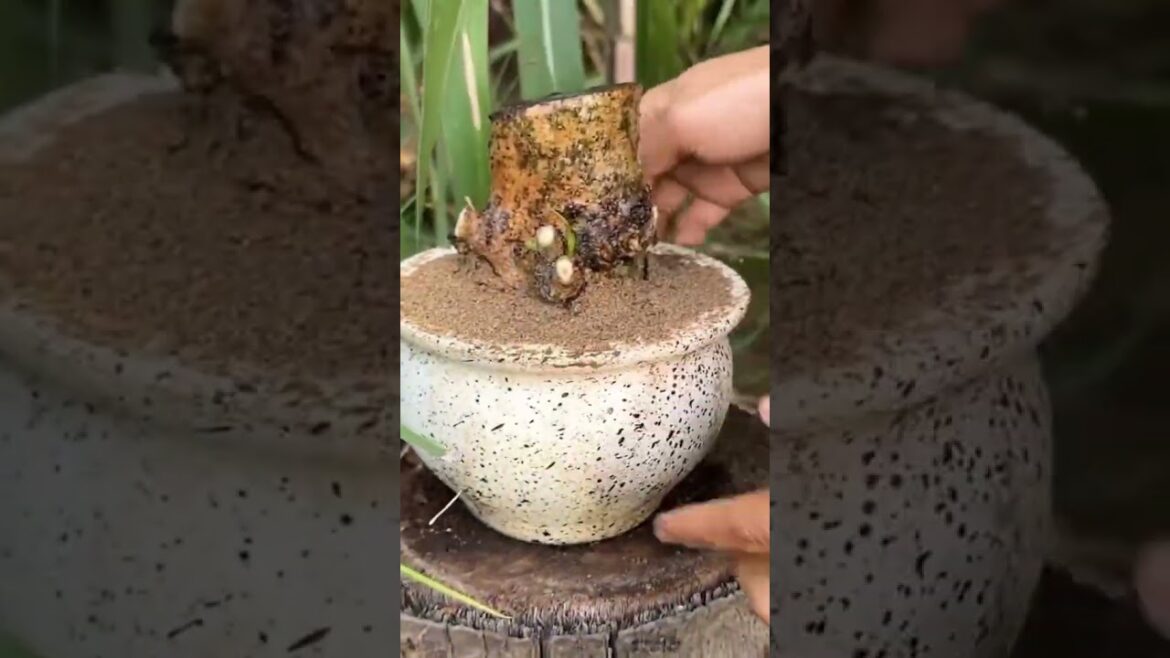Mango Flowers, Plants & Gardening Nursery Tips | Grow Your Own Mango #gardeningtips #mago#fruit