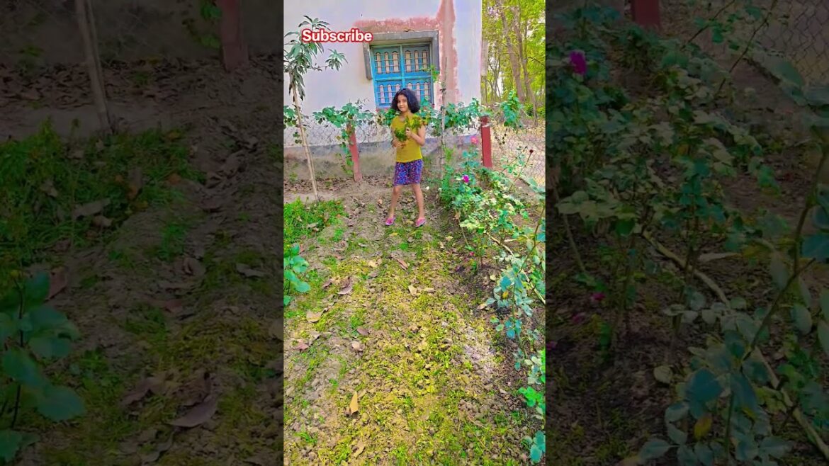 শীতের ফুলগাছ গুলো আজ সব তুলে দিলাম #garden #gardening #flowers #nursery #UpdateGardening #chadbagan শীতের ফুলগাছ গুলো আজ সব তুলে দিলাম #garden #gardening #flowers #nursery #UpdateGardening #chadbagan