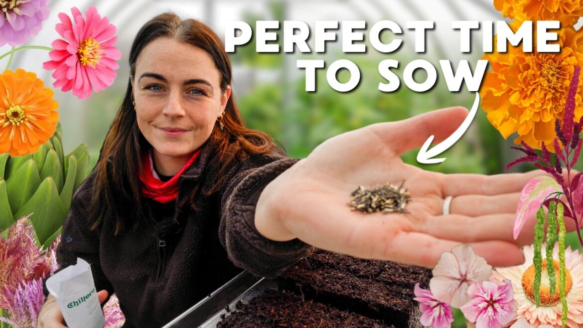 Cut Flower Seeds to Start NOW in March 🌱