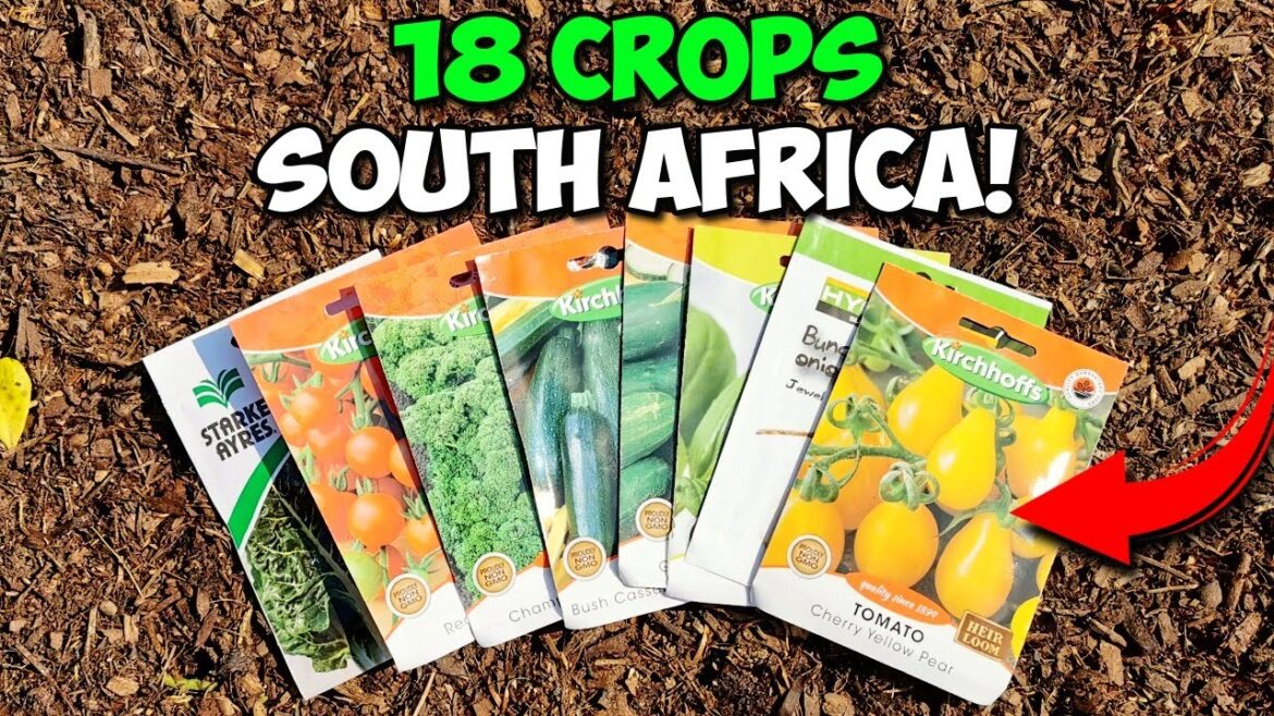 Top 18 Vegetables to Grow in NOVEMBER | Gardening South Africa
