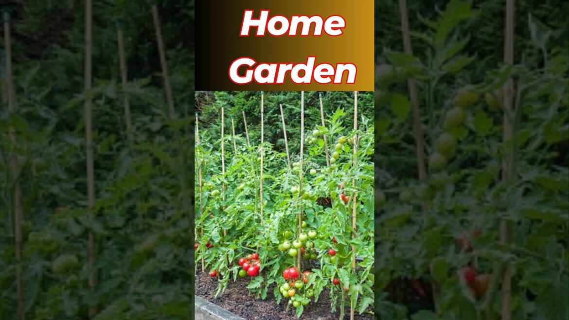Home Garden Ideas | Home Garden Setup | Home Garden Tips for Beginners Home Garden Ideas | Home Garden Setup | Home Garden Tips for Beginners