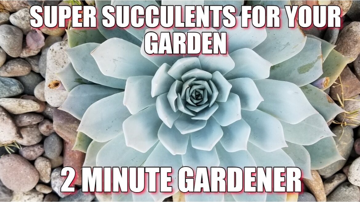 20 Best Small Succulents for Container Gardens 🌵 | My Favorite Echeveria, Aeonium & Crassula