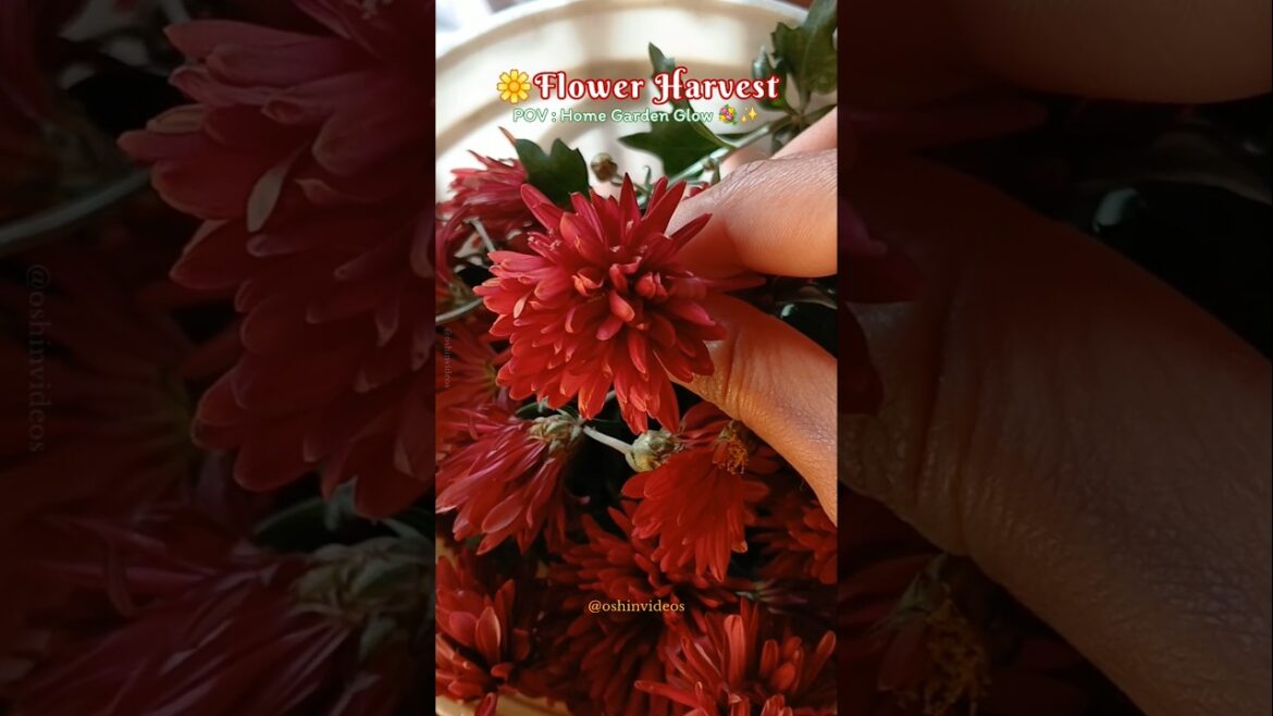 🌼 #shortvideo #seasonal #homegarden #flowervideo #naturelovers #naturevlog #guldavari #shortsfeed 🌼 #shortvideo #seasonal #homegarden #flowervideo #naturelovers #naturevlog #guldavari #shortsfeed