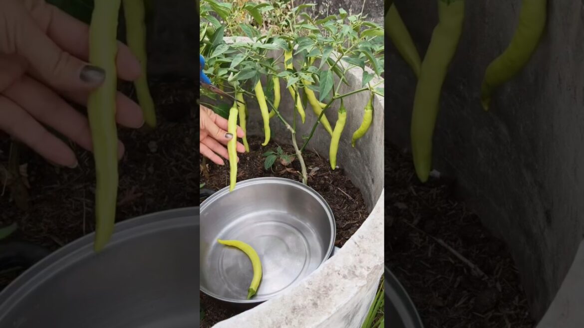 Let’s harvest some vegetables from home garden ๐ซ๐ฑ๐ถ #gardening #agriculture #farmer #farming #harvest Let's harvest some vegetables from home garden ๐ซ๐ฑ๐ถ #gardening #agriculture #farmer #farming #harvest