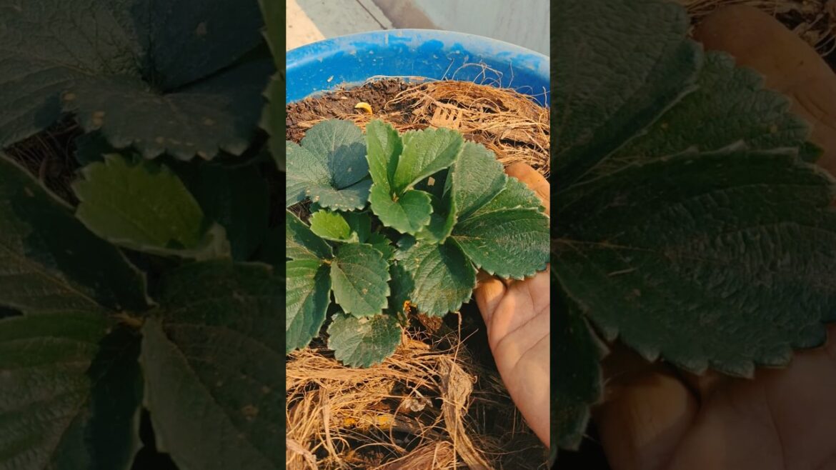summer season hai isse garden me add karana na bhulana #shortsfeed #shorts #gatdening#strawberry summer season hai isse garden me add karana na bhulana #shortsfeed #shorts #gatdening#strawberry