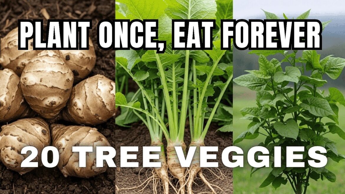These 20 Vegetables Grow Like Fruit TREES! Plant Once, Eat Forever These 20 Vegetables Grow Like Fruit TREES! Plant Once, Eat Forever
