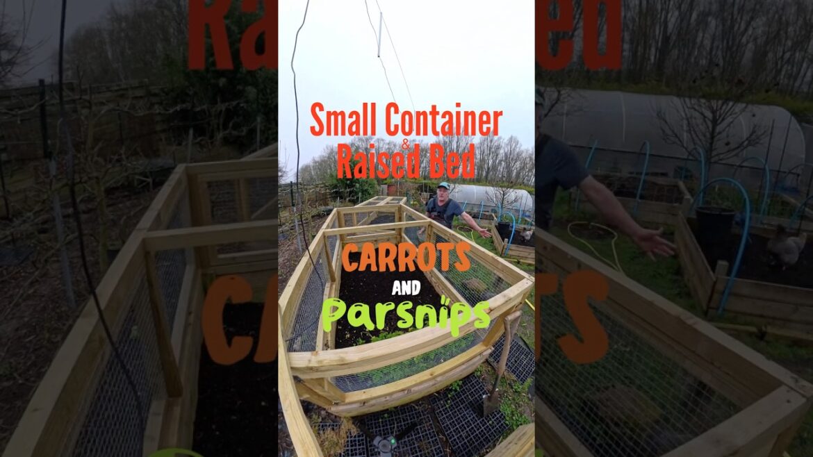 Small Container and Raised Bed Carrots and Parsnips #selfsufficiency #growfoodathome #kitchengarden