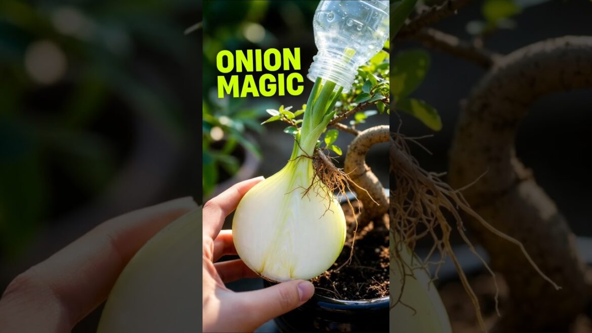 Why Every Bonsai Master Uses an Onion π§
#PlantHacks #Garden2026 Why Every Bonsai Master Uses an Onion π§
#PlantHacks #Garden2026