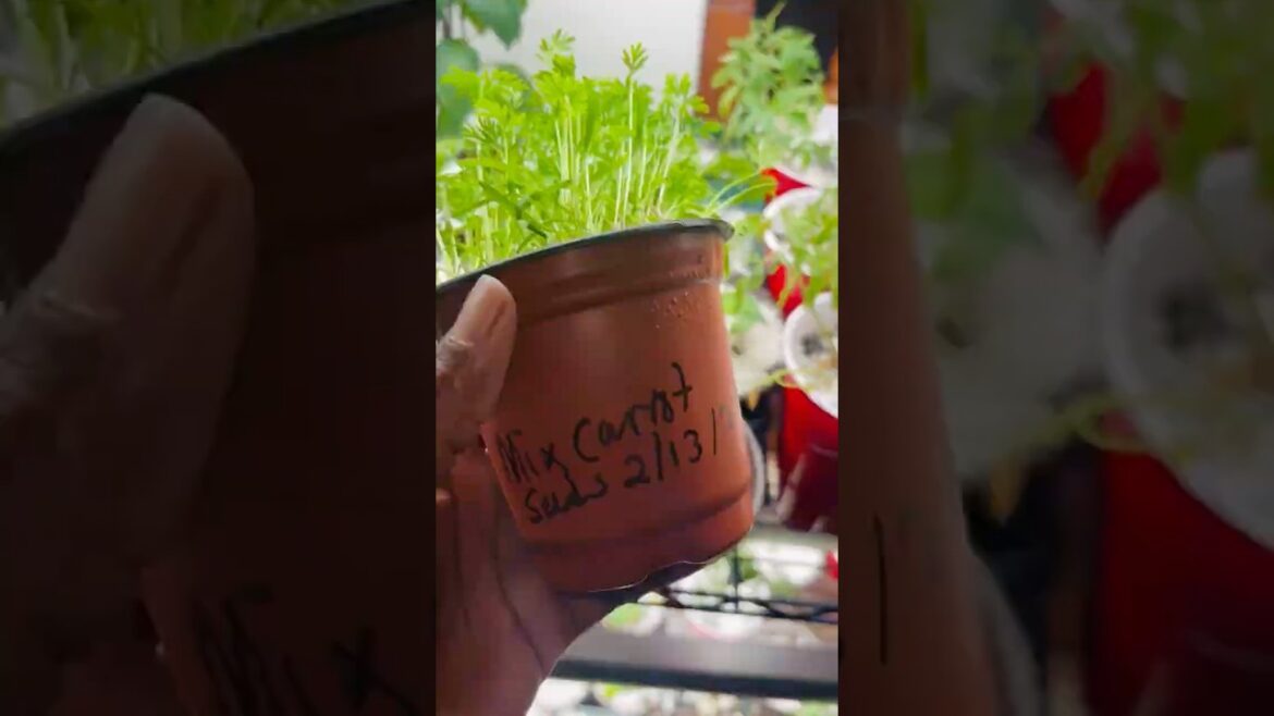 Stop Wasting Money! Grow Your Own Food at Home 🌱 #shorts #garden #foodsecurity
