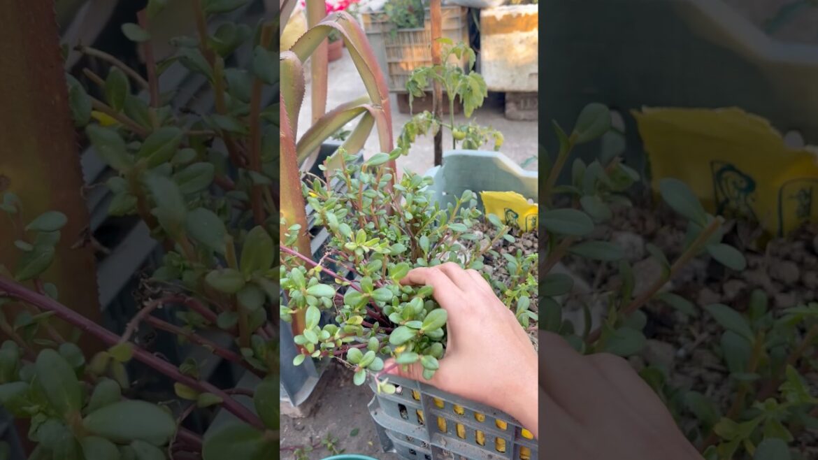 Partulca  cutting#gardening #minivlog #petunia