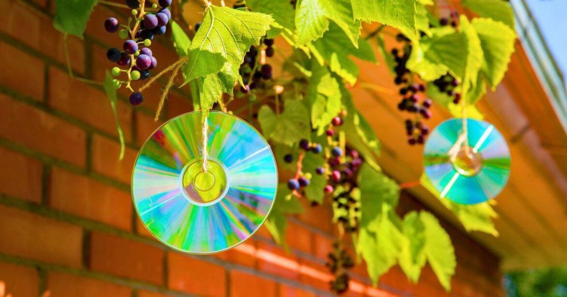 Gardeners urged to hang up old CDs in their garden in March