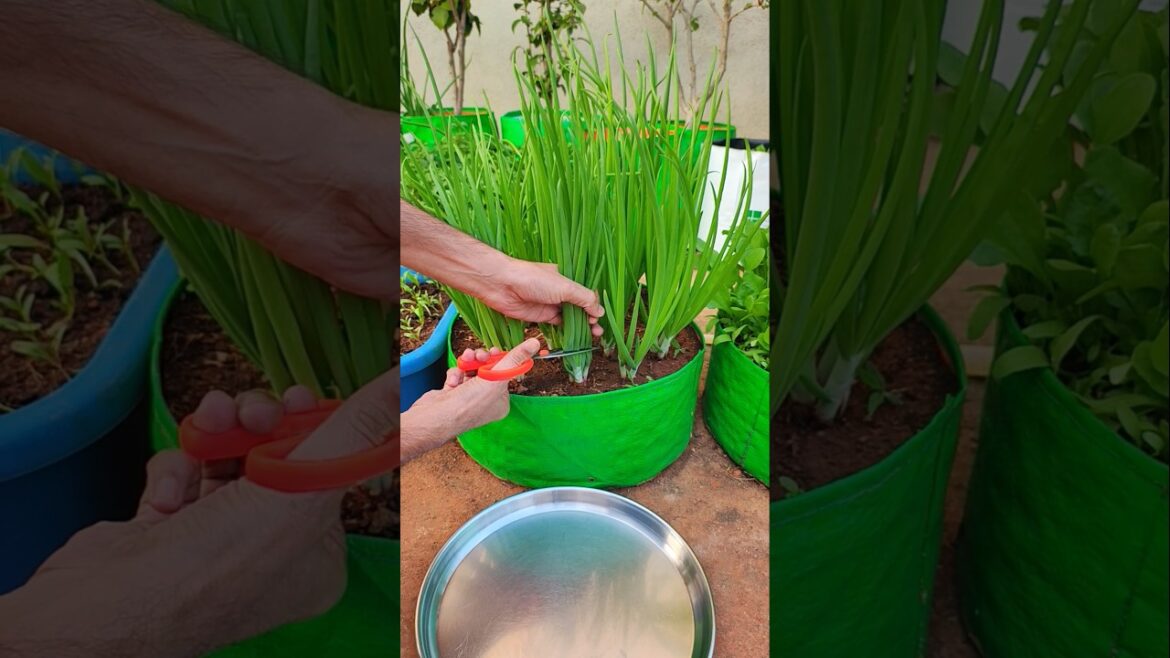 Easy Way to Grow Spring Onion at Home #springonions #gardening #containergardening