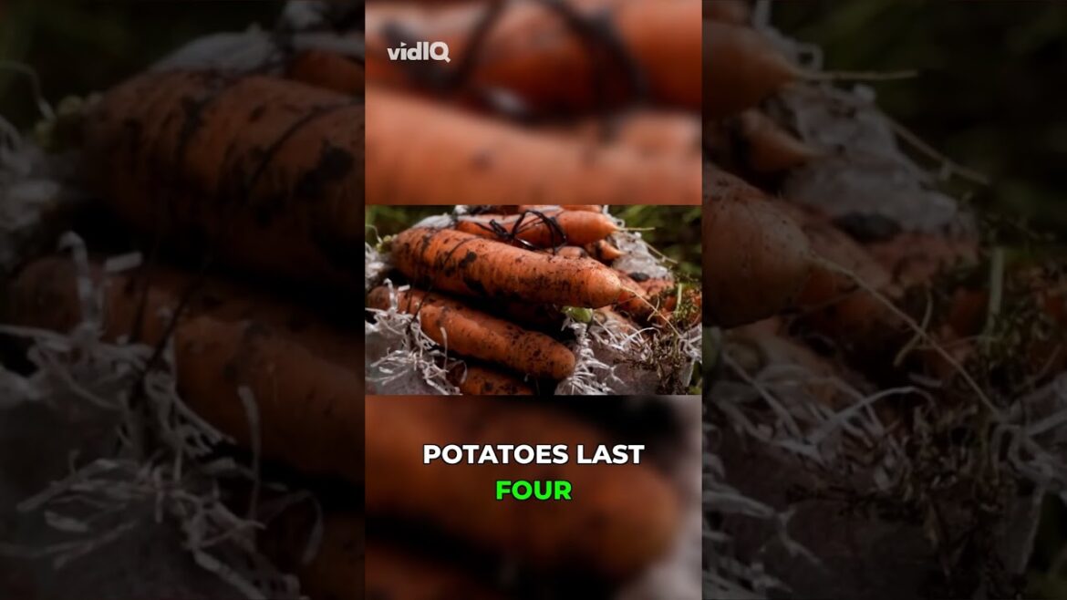 Sweet Potatoes:The Easiest High-Calorie Crop to Grow Sweet Potatoes:The Easiest High-Calorie Crop to Grow