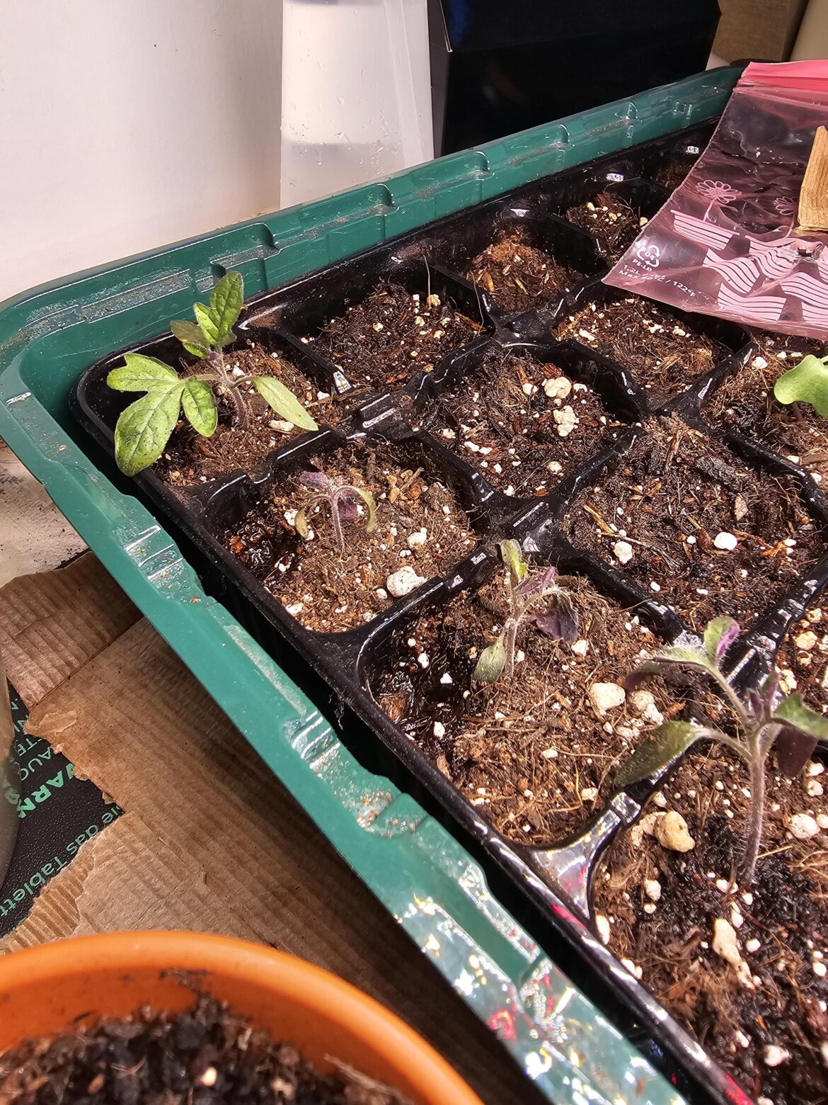 Random seedlings look like they're dying