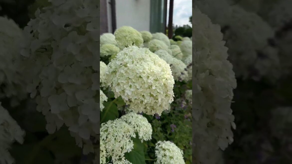 Hydrangeas in the Garden — Beautiful Plants (Hortenzijos sode) | Sodo Linija