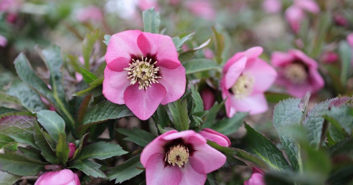Add these five plants to the garden before April to help wildlife Add these five plants to the garden before April to help wildlife