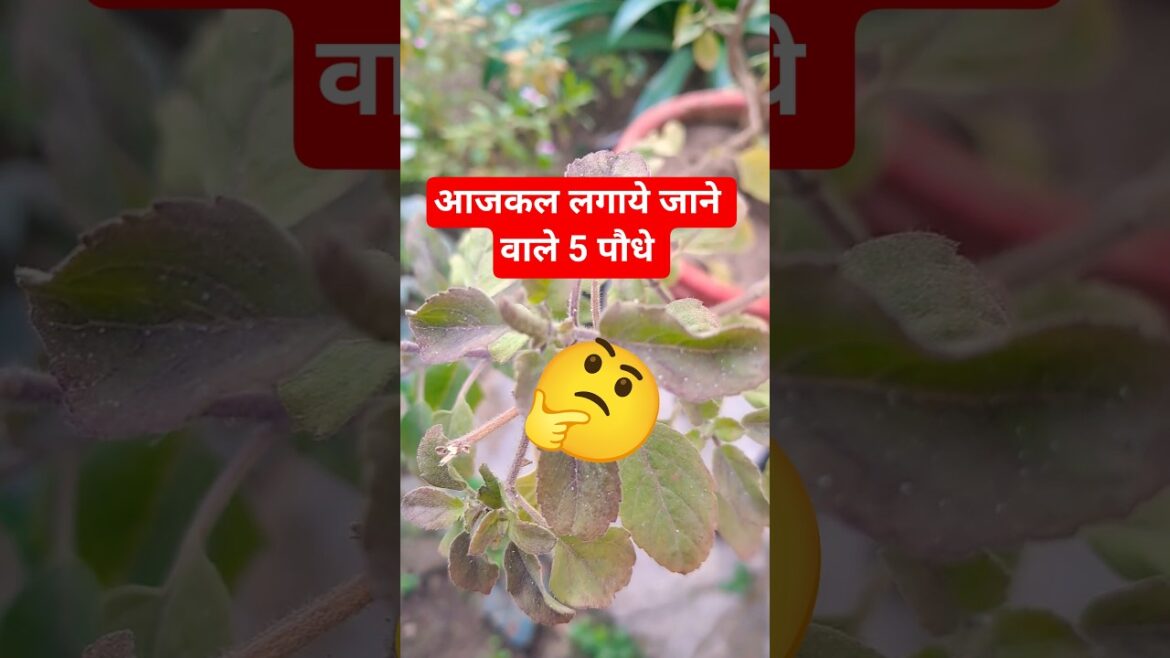 आजकल लगाए जाने वाले 5 पौधे 🤔🪴 #garden #plants #gardening #terracegarden आजकल लगाए जाने वाले 5 पौधे 🤔🪴 #garden #plants #gardening #terracegarden
