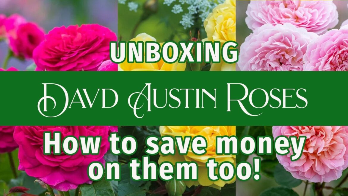 Watch me unbox my David Austin Roses and learn how to save money on them.