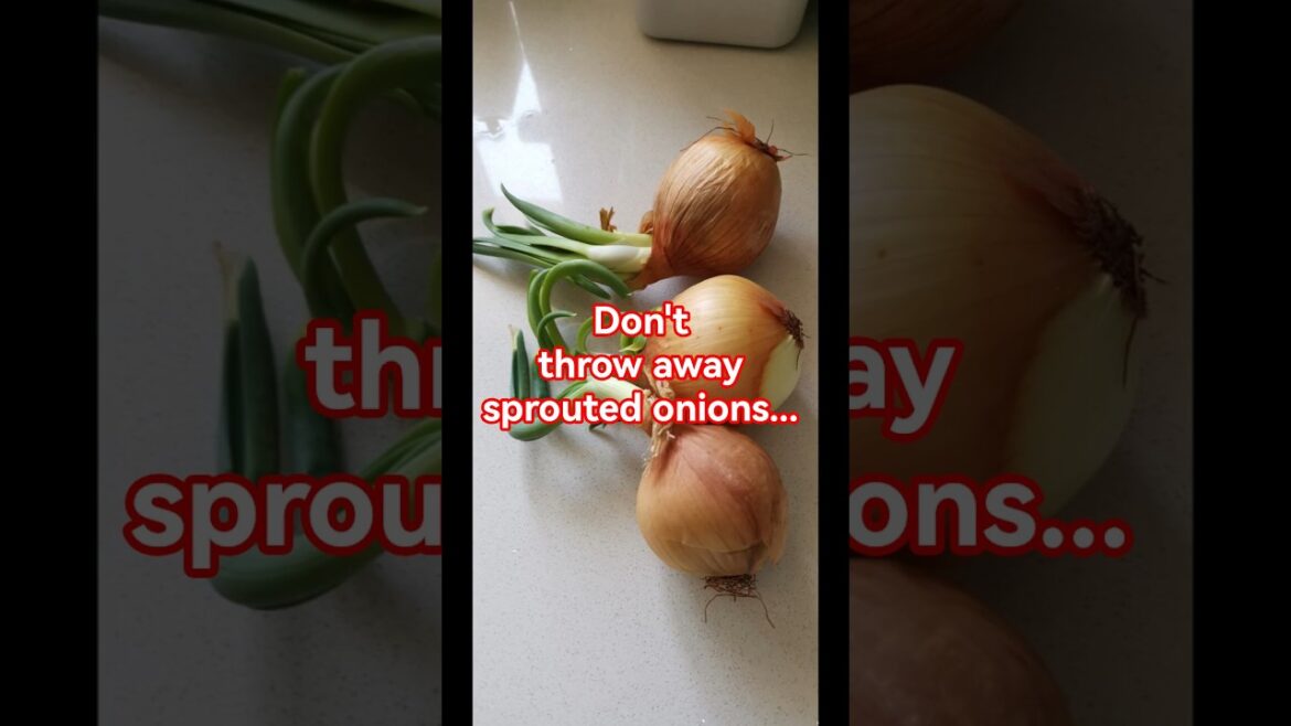 Garden tips 50 - Don't throw away sprouted onion #greenonion #onion #gardeningtips