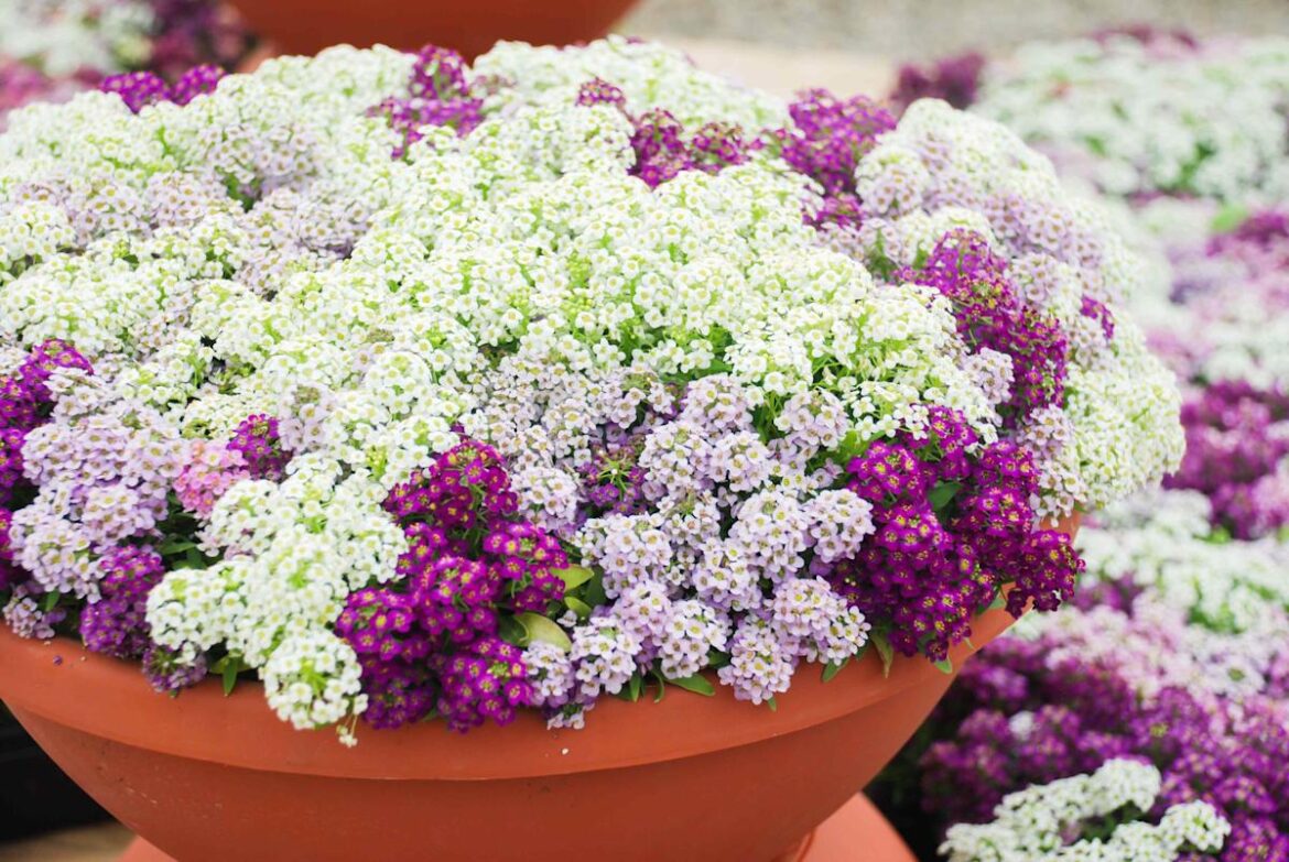 12 Fast-Growing Flowers You Can Plant In Spring Southern Living