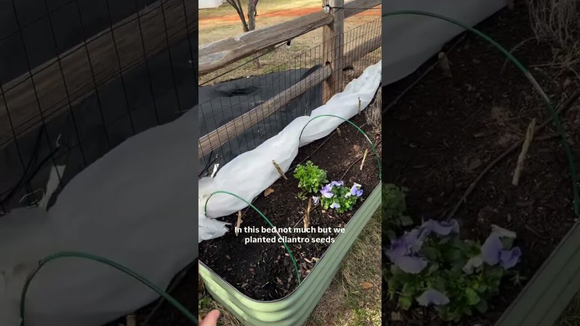 Spring Garden Update  Planting Sugar Snap Peas, Lettuce, Spinach & Cilantro From Seed