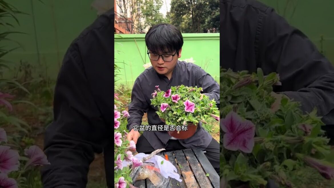 Unboxing & Review: Best Petunia Seedlings for Bountiful Blooms