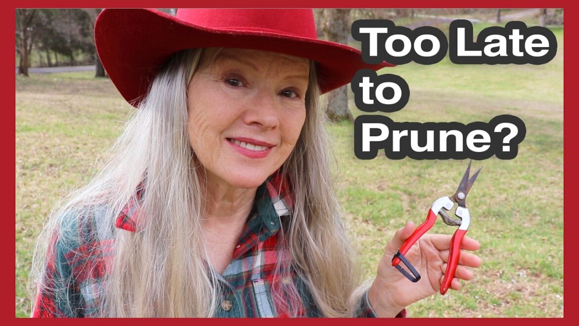 TOO LATE to prune? + Nursery Shopping with Darrell!