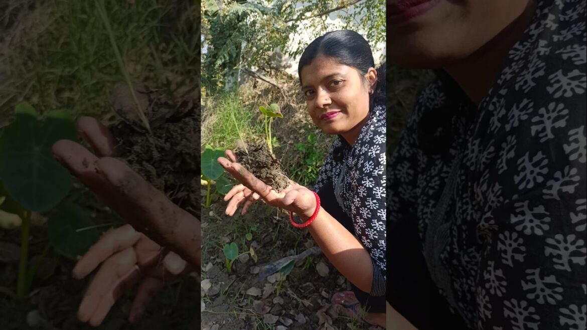 इस सब्जी को पहचाना क्या #minivlog #shorts #harvesting #gardening