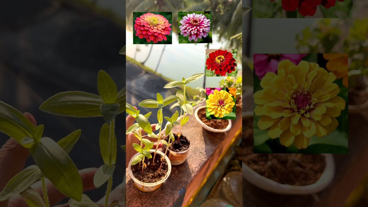 Top Flower Seeds to Plant in March ๐ธ Easy & Fast! #garden #plants #gardening Top Flower Seeds to Plant in March ๐ธ Easy & Fast! #garden #plants #gardening
