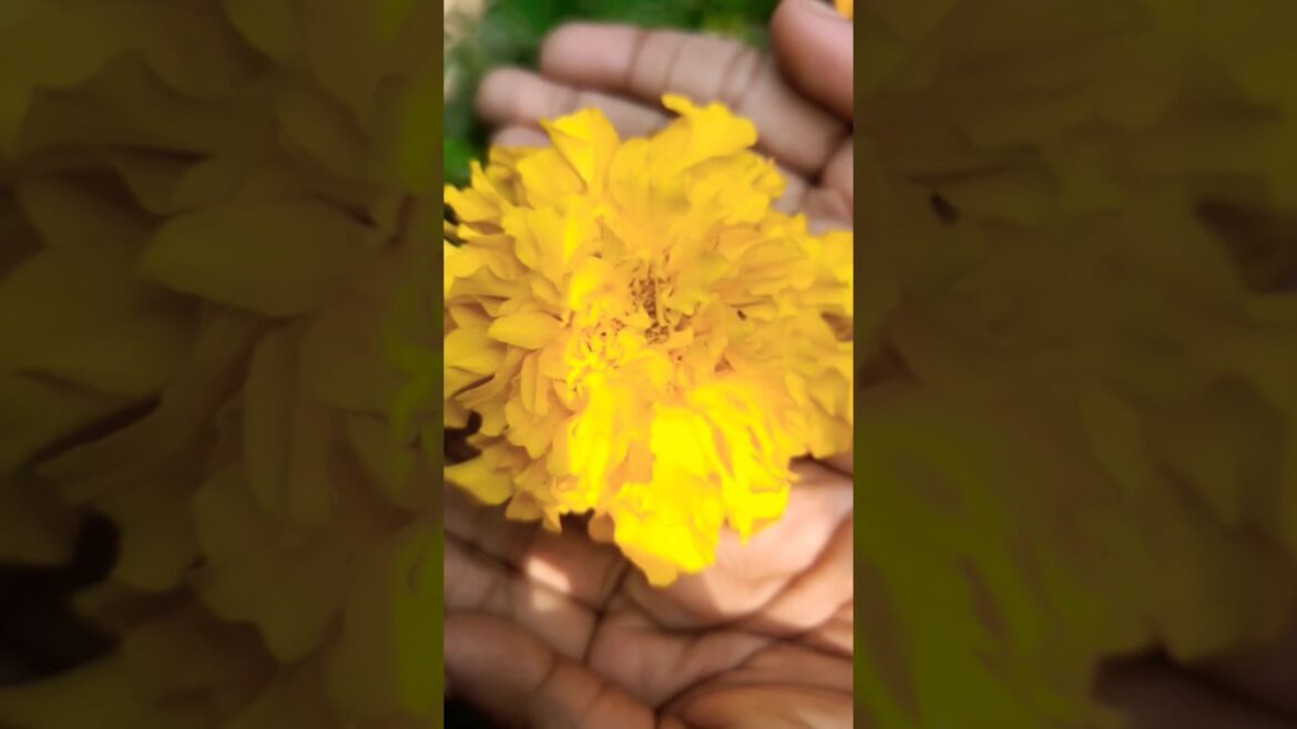 phool niye tiktok 🌹#tiktokvideo #flowers#garden #youtubeshorts
