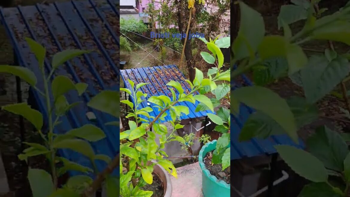 Bristi veja joba Bristi veja joba