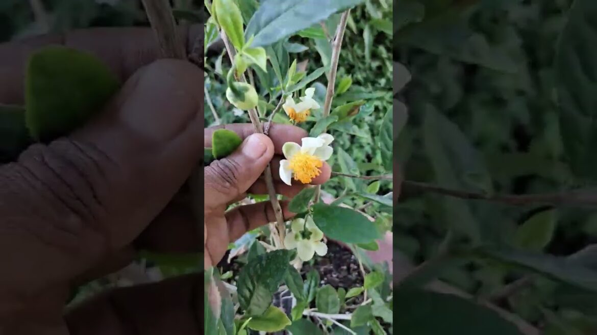 Did You Know Tea Can Grow in Florida? ROL Shows Our Backyard Tea Plant