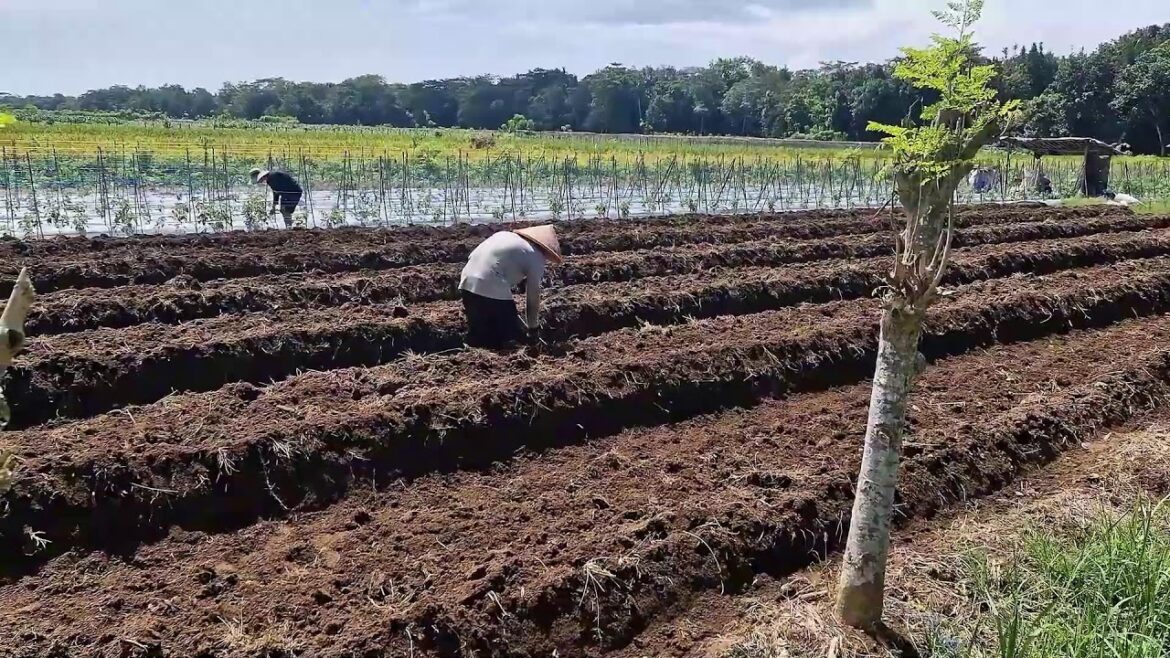 TRANSFORM YOUR GARDEN BEDS IN MINUTES WITH A TRADITIONAL HOE!-agriculture farming